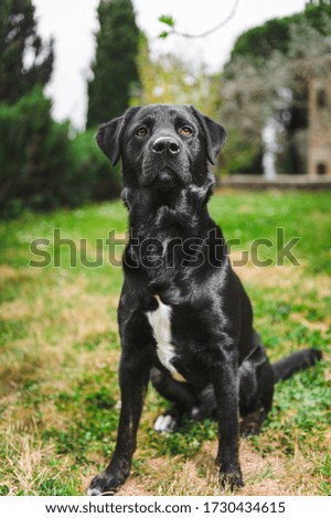Natural black dog in the garden on a sunny day in front of the house