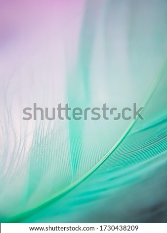 green turquoise mint feather macro, texture background, empty space for insertion on a pink background 
