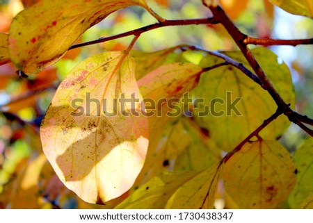 
Leaves with a vibrant yellow color attached to a branch. Picture taken in the morning with dew moisture on the leaves. Diffused multi colored background.