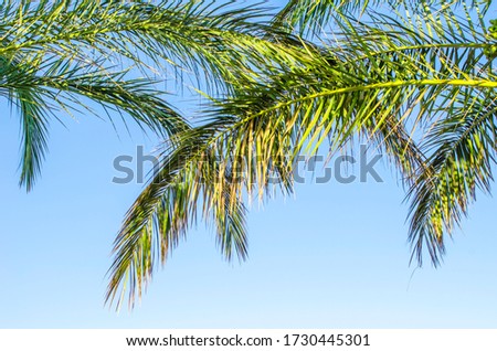 green leaves of palm tree against blue clear sky. . Close-up. Slow motion. Summer holiday concept. Natural botanical backdrop. Floral background. Sunny day. Sunlight. Selective focus image. Copy space