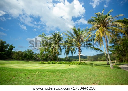 Outdoor coconut trees in the middle of the golf course