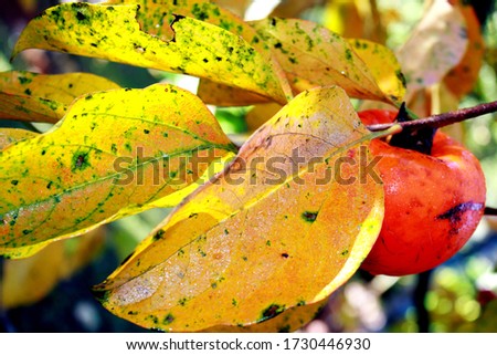 Autumn leaves with yellow color and a persimmon fruit. Picture taken in the morning with dew moisture on the leaves. Diffused multi colored background.