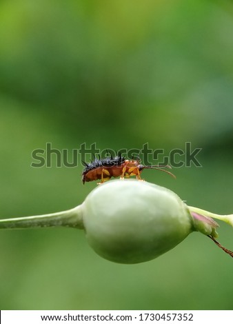 An orange-black thorny bug is foraging on a green plant.