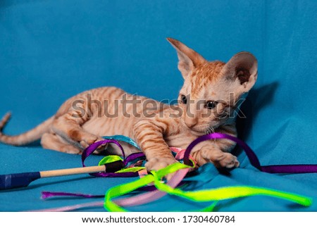 Cornish Rex kittens are red on a blue background