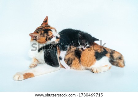 Closeup of a striped mother cat with her kittens just a few weeks old on a white background, they suckle and play happily