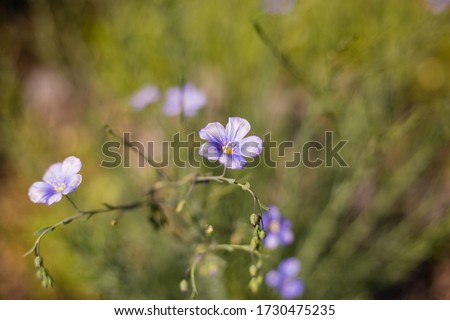 
Beautiful purple spring flowers. Flowers on a sunny warm day. Close-up on a warm background with soft focus. Background and wallpaper