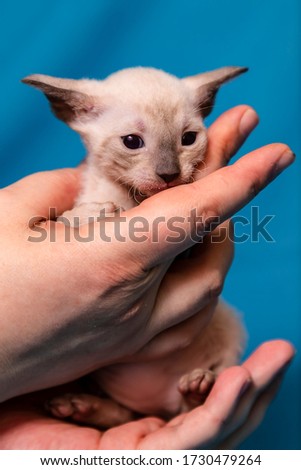 Cornish Rex seal point kitten colors in hand Royalty-Free Stock Photo #1730479264