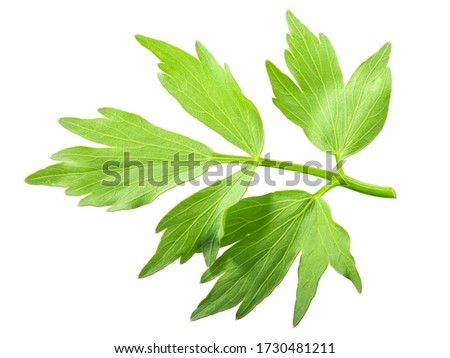 Lovage leaflet (Levisticum officinale foliage), isolated, top view Royalty-Free Stock Photo #1730481211