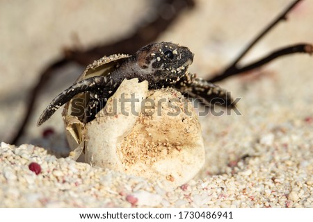 Hawksbill hatchling hatching from its egg.