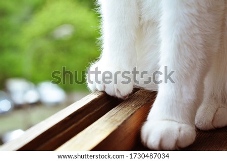 Ginger cat sits on a windowsill 