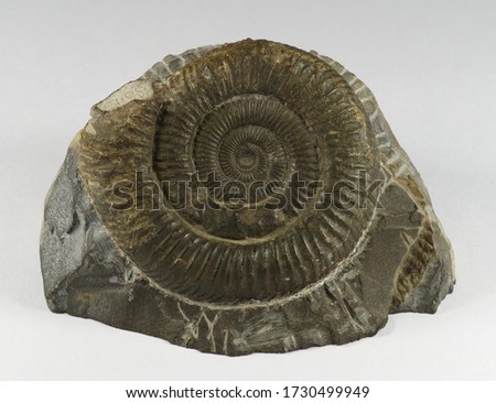 Ammonite fossil from 200 to 175 million years ago in the early Jurassic period. Specimen size 60cm across.