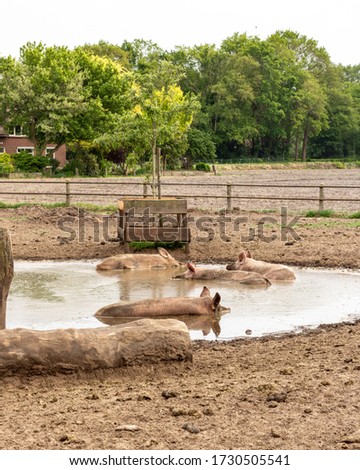 The pigs are having a pool party