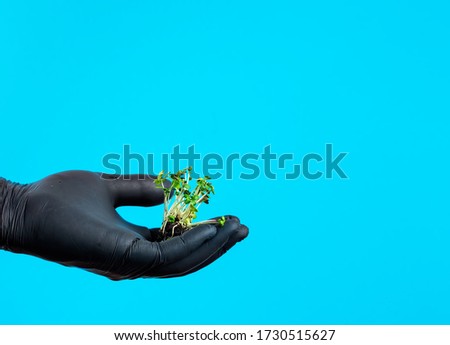 Microgreen cultivation, sprouts in the hands of a farmer, bright blue background. Close-up with copy space, fresh healthy food supplement, healthy nutrition.