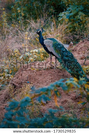 Male peacock standing on the sand. One of the most beautiful avian species on Earth, peacocks are known for their long tails with ornate iridescent feathers. shallow depth in field