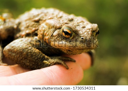The common frog (Rana temporaria), also known as the European common frog, European common brown frog, or European grass frog sitting on a hand.