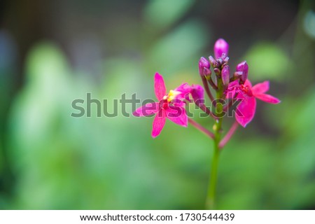 Tiny pink flower with green background