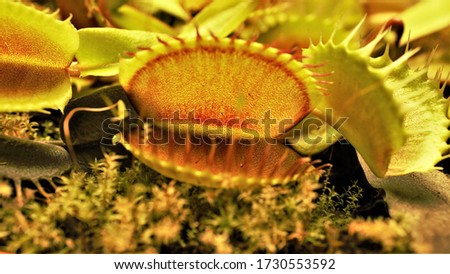 Macro photo. A small grassy marsh plant Dionaea muscipula with a trap at the end of the stem for catching insects, which serves as a source of nutrition for the plant.
