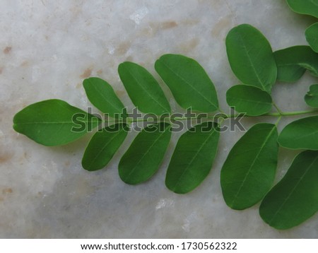 Moringa Leaf close up photo
Moringa oleifera is a fast-growing, drought-resistant tree of the family Moringaceae, native to the Indian subcontinent. Common names include moringa, drumstick tree.