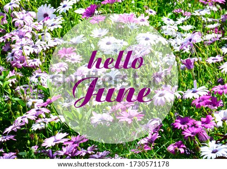 Hello June.Welcoming card with text on a summer meadow natural floral background. Summertime concept.Selective focus.