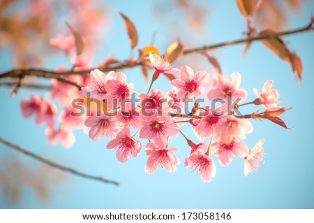 Beautiful cherry blossom sakura flowers