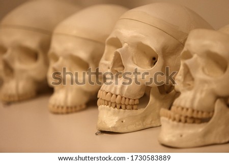 Human anatomy. Human skull. Collection of rotations of the skull.