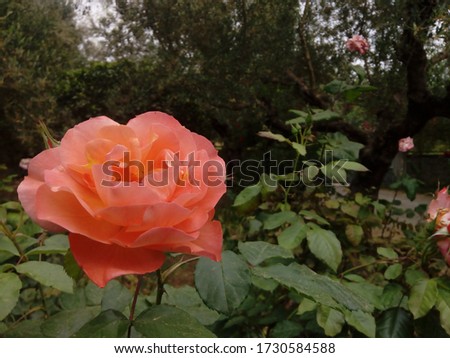 beautiful orange rose in garden background