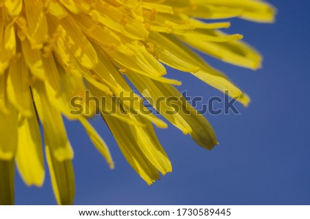Dandelion flower close-up on a background of blue sky. Macro photo. Spring and summer, flowering. The concept of joy and good mood. Wildflowers