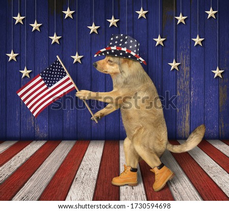 The beige dog patriot is walking with the usa flag on a wooden stage.