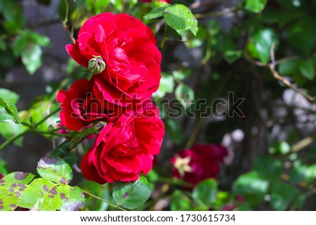 
red roses in the branch Royalty-Free Stock Photo #1730615734