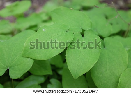 Epimedium pubigerum (hairy barrentwort), 2020