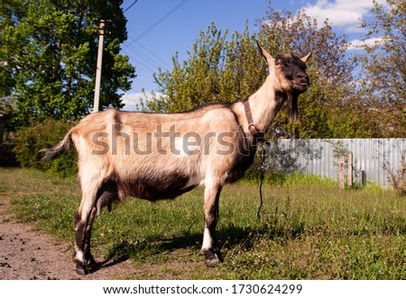 A goat in the countryside grazes on a field with green grass and blue clouds. Brown domestic goat in nature. The goat is looking at the camera. Close-up of a horned animal outdoors