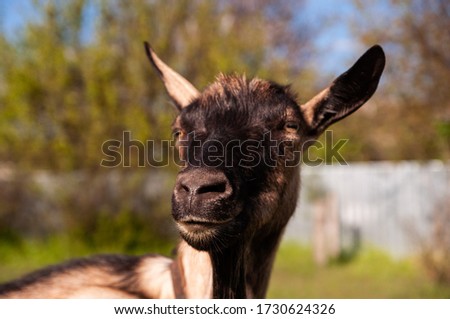 A goat in the countryside grazes on a field with green grass and blue clouds. Brown domestic goat in nature. The goat is looking at the camera. Close-up of a horned animal outdoors