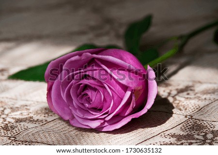 Artistic closeup of a single pink rose flower petals on tabletop
