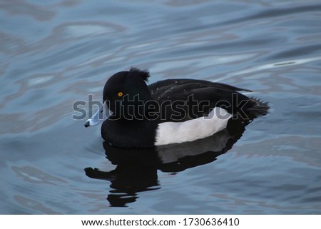 Beautiful tufted duck floating in the water
