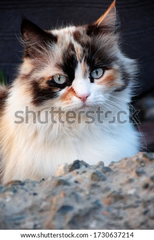 tricolor cat walks on the street in spring