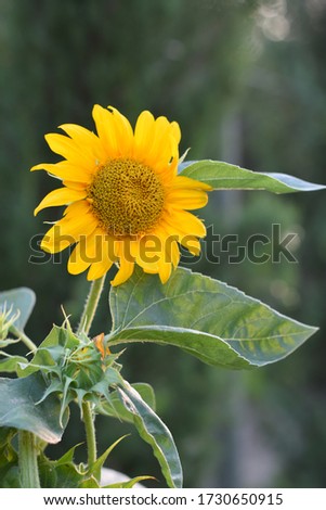 Yellow sunflower in the field.close up,copy space
