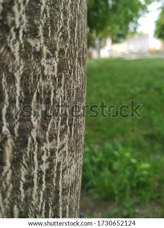 Background for text. Tree bark on a background of green grass.