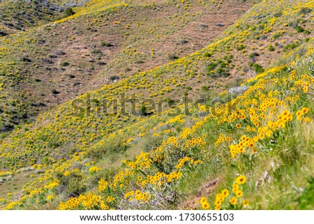 wildflowers in the foothills in Boise, Idaho