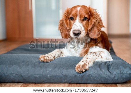 Cute welsh springer spaniel dog breed at home. Helthy adorable pretty dog. Royalty-Free Stock Photo #1730659249