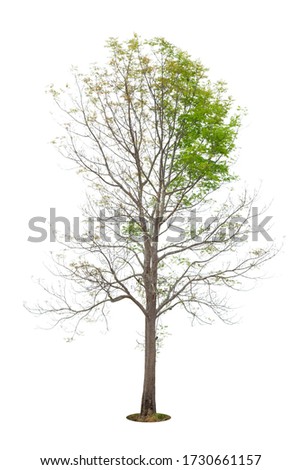 Tree where the leaves are falling from the tree on  isolated white background.