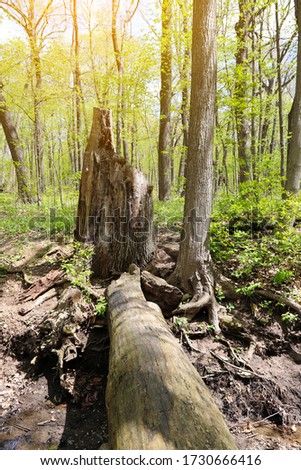 Beautiful forest landscape with old trees. Natural background.