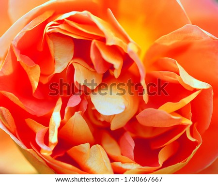 Beautiful photo of a rose in a summer garden. A rose for postcards or a website.