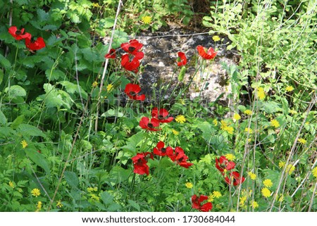 red anemones on a background of green grass