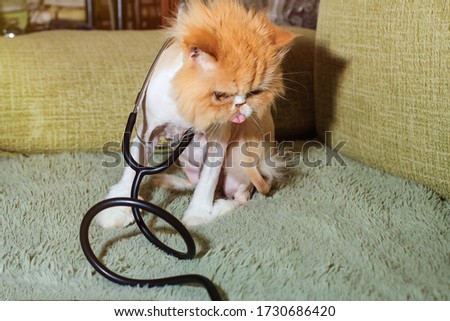 The cat doctor has a clinical digital thermometer and a stethoscope. Peach Persian sheared cat plays doctor.