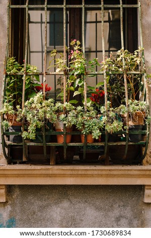 Close-ups of building facades in Venice, Italy. Flowers in pots on the windowsill. Classic street flowers in Venice stand on the window behind the forged metal grille.
