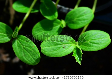 Young cucumber seedlings. Stock Photo