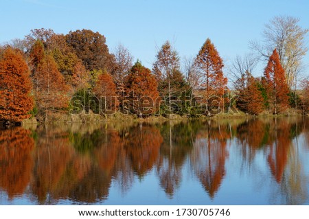 A variety of trees along the water