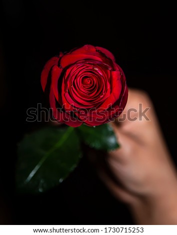 Red roses in hand, sent roses represent love on Valentine's Day.