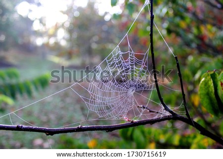 Spider web on a bush branch photographed in the morning. Trap to catch insects.Diffuse background with greenish vegetation.