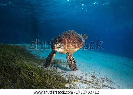 Colorful Green Turtle munching on green sea grass on the reef
